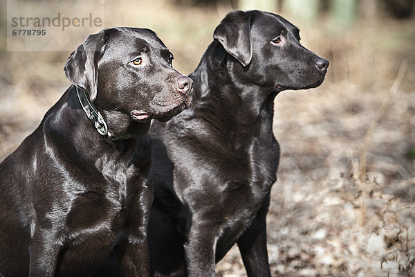 Helligkeit  Mantel  Paar  Paare  schwarz  Labrador