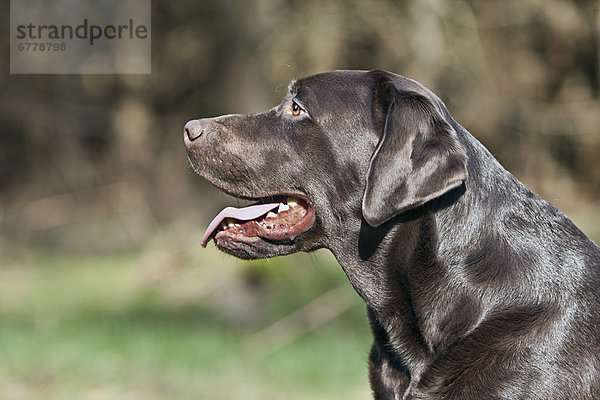 Profil  Profile  schwarz  Labrador