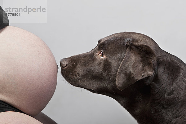 stinken  Schwangerschaft  Labrador  riechen