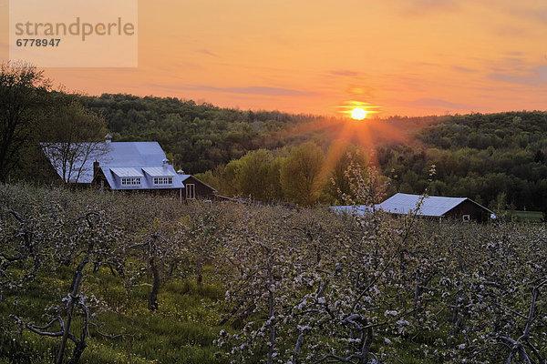 Sonnenuntergang  blühen  Scheune  Obstgarten  Apfel  Quebec