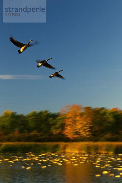fliegen  fliegt  fliegend  Flug  Flüge  über  Herbst  Sumpf  Gans  Kanada  Ontario