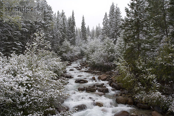 Schnee  Herbst  vorwärts  Alberta  Banff  Kanada  Laub