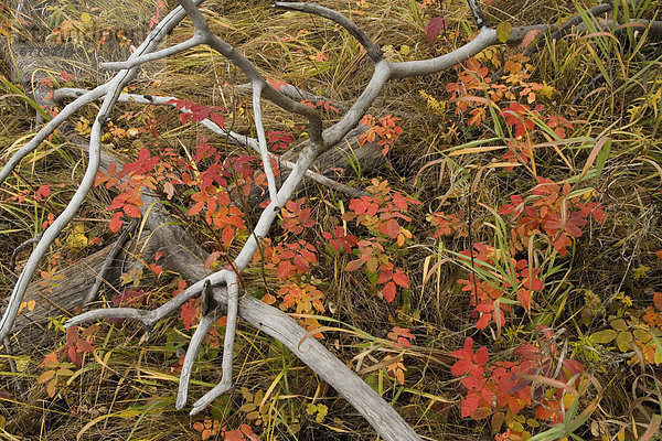 nahe Farbaufnahme Farbe ungestüm Herbst Alberta Banff Kanada