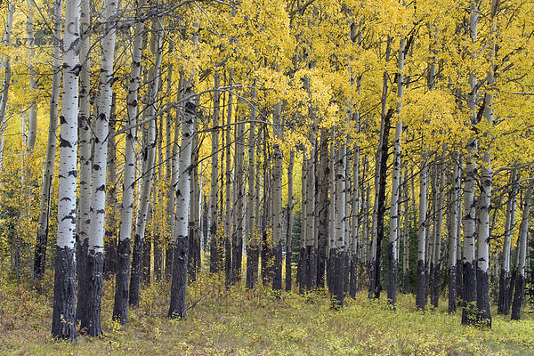 Espe  Populus tremula  nahe  gelb  Wald  Herbst  Banff