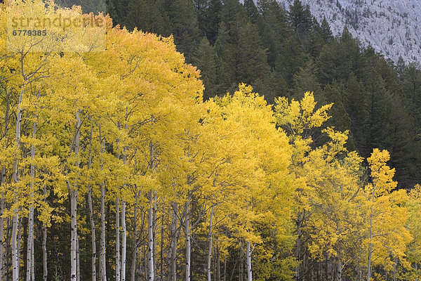 Espe  Populus tremula  gelb  Tal  Herbst  Unterricht  vorwärts  Alberta  Banff  Kanada