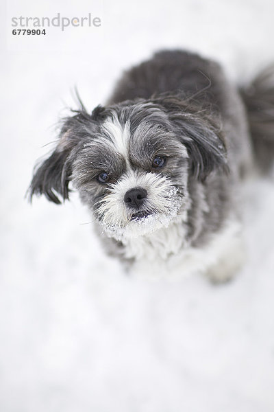 Außenaufnahme  Winter  Tag  Hund  Malteser  Manitoba  Winnipeg