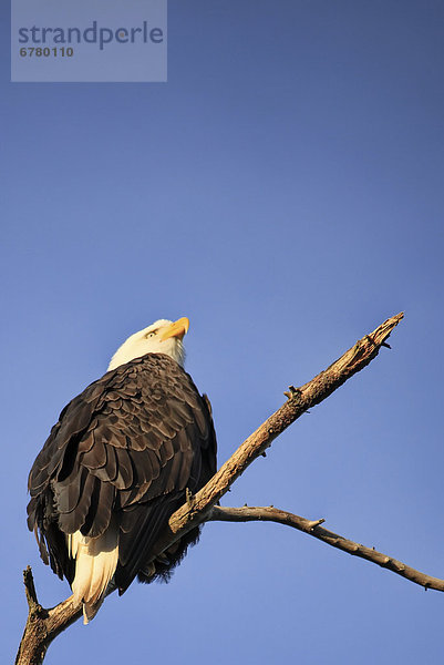 sitzend Glatze kahl Baum hoch oben British Columbia Adler