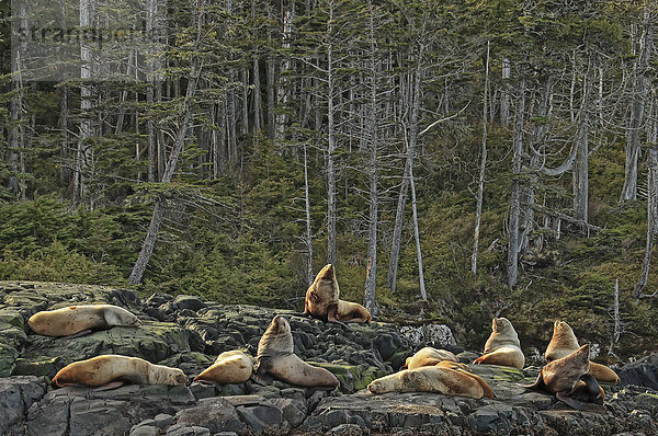 nahe Felsbrocken Hafen Stärke Seelöwe British Columbia Vancouver Island