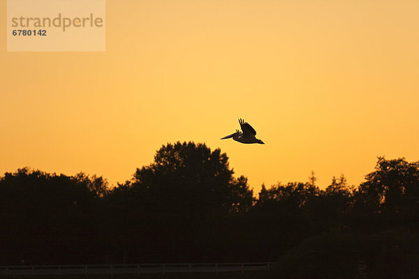 Sonnenuntergang  über  fliegen  fliegt  fliegend  Flug  Flüge  Fluss  rot  Manitoba  Pelikan
