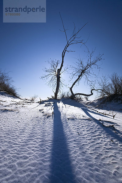 Baum  Silhouette  Sand  Düne  Manitoba  Schnee