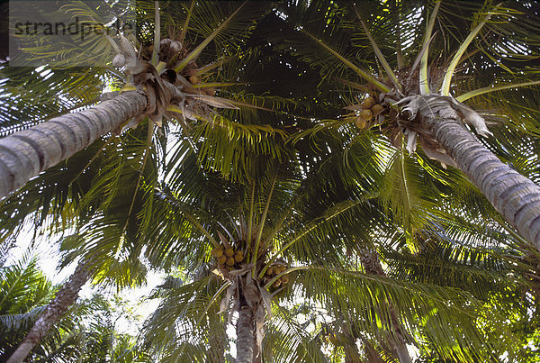 Baum  Kokosnuss