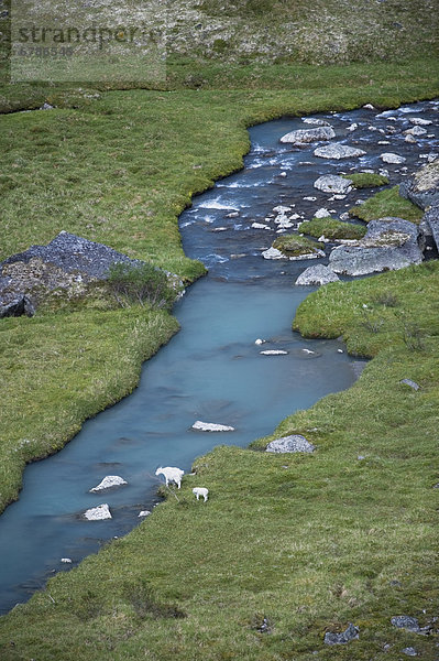 Berg  rennen  grün  Bach  Ziege  Capra aegagrus hircus  Wiese  Eis  Northwest Territories