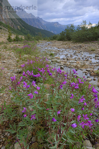 sehen  Tal  Fluss  Wildblume  Fokus auf den Vordergrund  Fokus auf dem Vordergrund  Jasper Nationalpark  Alberta  Astoria