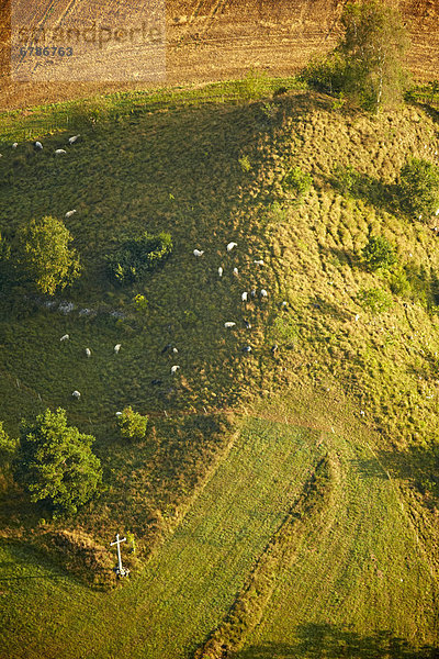Schafherde auf der Weide  Luftbild