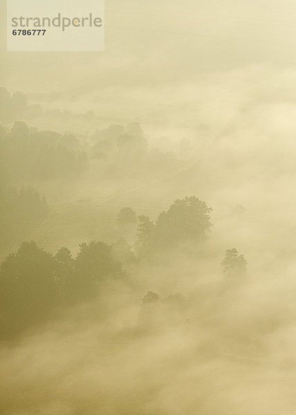 Wald im Morgennebel  Luftbild