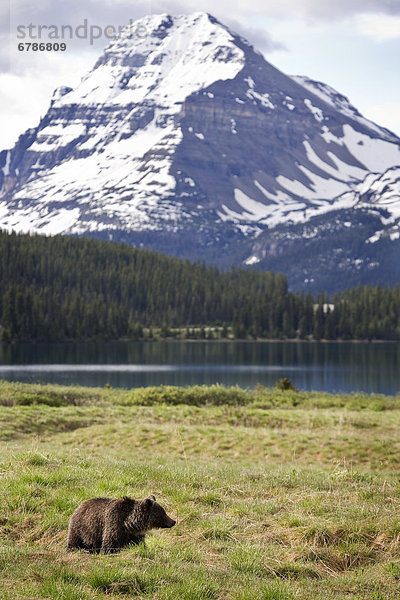 Banff Nationalpark  Alberta  Kanada