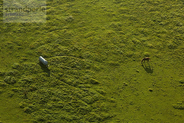 Pferd auf grüner Wiese  Luftbild