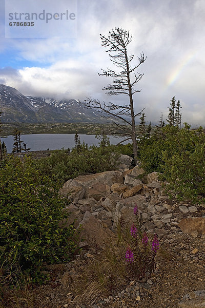 nahe  See  Ansicht  Kanada  Weidenröschen  Regenbogen