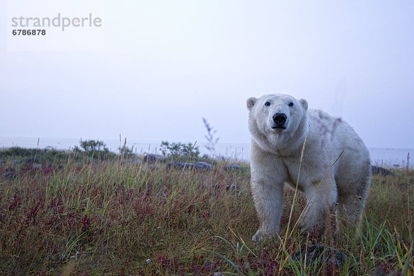 Eisbär Kreuzung Feld  Churchill  Manitoba  Kanada