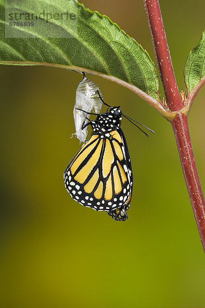 leer  Sommer  hängen  Monarchie  Form  Formen  Schmetterling  Erwachsener  Kokon  Nova Scotia  Neuschottland  aufpumpen