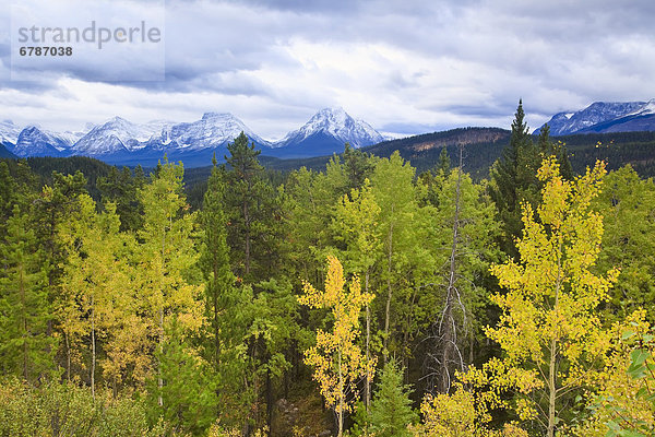 Herbst  Jasper Nationalpark  Alberta