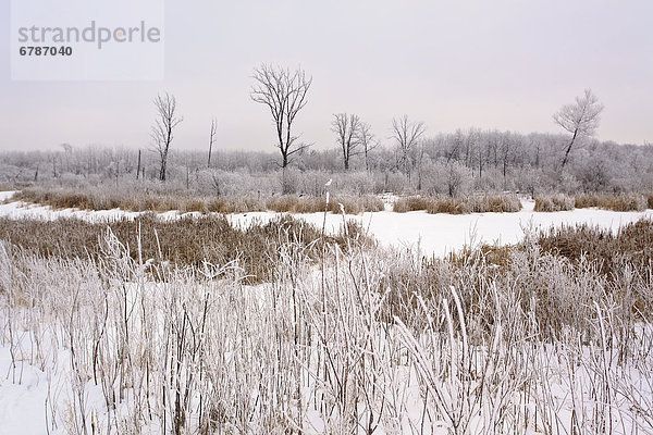 Winter  Tag  Kälte  Sumpf  Assiniboine  Manitoba  Feuchtgebiet  Winnipeg