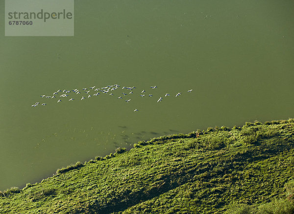 Gänse fliegen über einen See  Luftbild