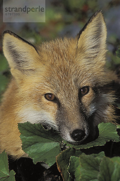 Red Fox. Youngster im borealen Wald. Herbst. Gros Morne National Park  Neufundland  Kanada.