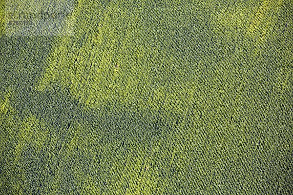Grünes Maisfeld  Luftbild