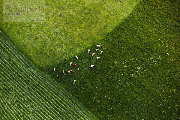 Kühe auf der Weide  Luftbild