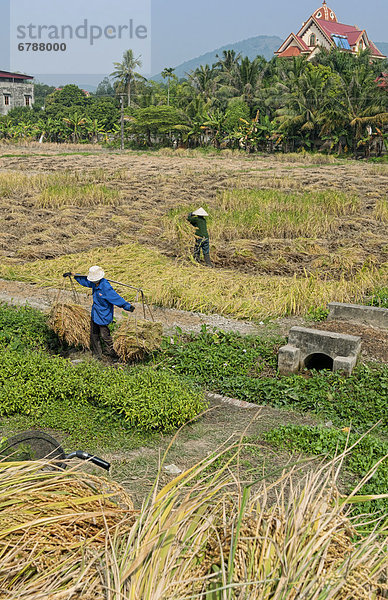 Hanoi  Hauptstadt  arbeiten  Hut  Bauernhof  Hof  Höfe  sammeln  Reis  Reiskorn  Stroh  kassieren  Norden  Südostasien  Vietnam