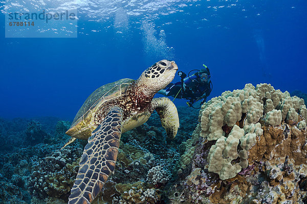 grün Meer Gefahr Landschildkröte Schildkröte
