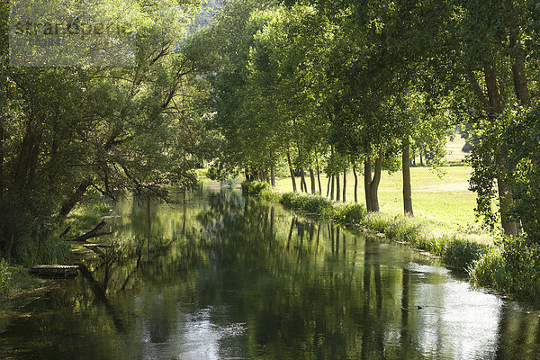 Baumallee entlang des Flusses Gacka  Dalmatien  Kroatien  Südeuropa  Europa