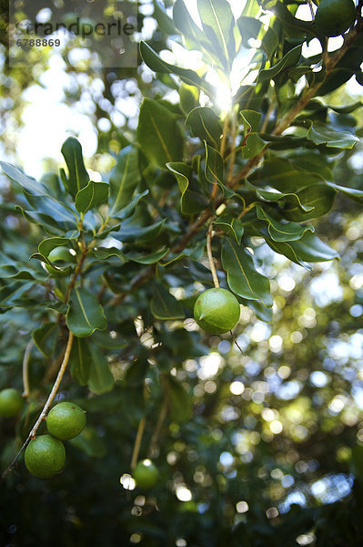 Hawaii  Kauai  Closeup macadamian Nüsse auf einem Baum.