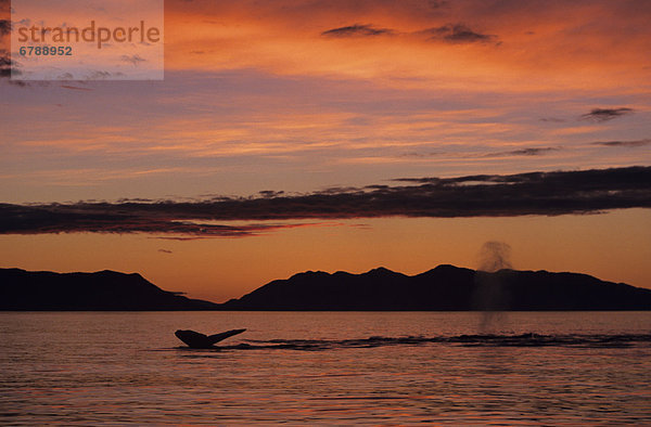 Alaska  Inside Passage  Buckelwale (Megaptera Novaeangliae) Fluke und Blowhole - Sprühen aus zwei Wale  hell orange Sonnenuntergang.
