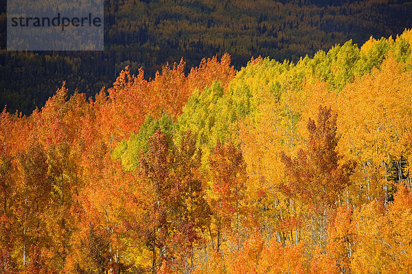 Espe Populus tremula Baum Herbst Büffel Colorado