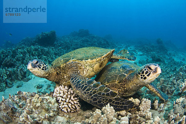 Wasserschildkröte Schildkröte über grün Hawaii Riff