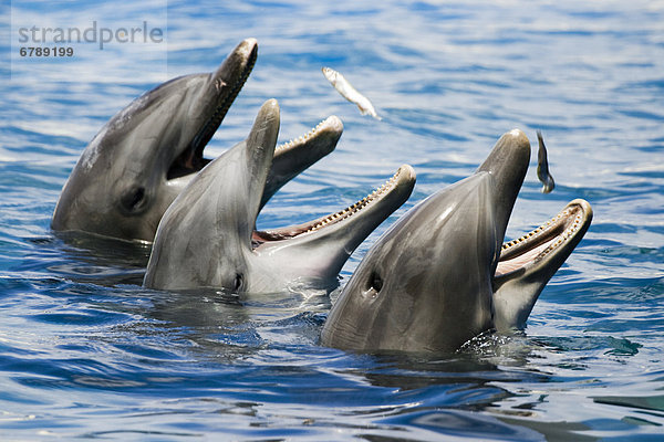 fangen Gericht Mahlzeit Delphin Delphinus delphis 3 Großer Tümmler Große Tursiops truncatus Hawaii Oahu