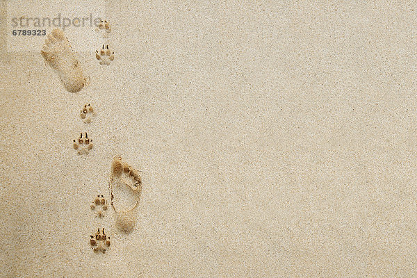 Hawaii  Oahu  Fußabdrücke und Pawprints im Sand.