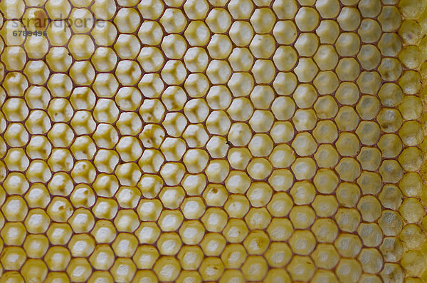 Honigwaben der Kärntner Biene oder Carnica Biene (Apis mellifera carnica)  Nürtingen  Bayern  Deutschland  Europa