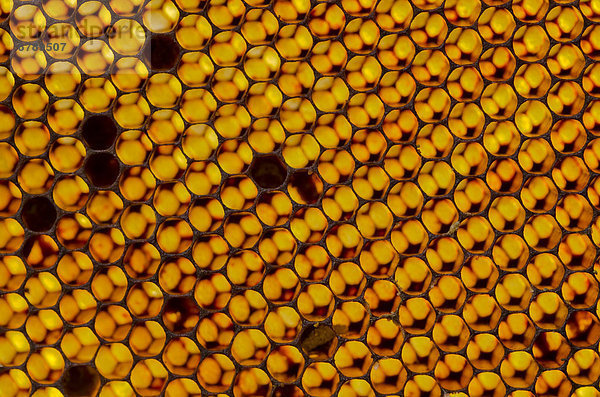 Honigwaben der Kärntner Biene oder Carnica Biene (Apis mellifera carnica)  Nürtingen  Bayern  Deutschland  Europa