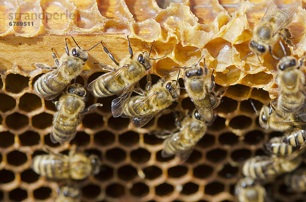 Kärntner Bienen oder Carnica Bienen (Apis mellifera carnica) auf dem Holzrahmen der Honigwaben  Nürtingen  Bayern  Deutschland  Europa