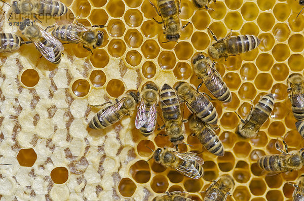 Kärntner Bienen oder Carnica Bienen (Apis mellifera carnica) auf ihren teilweise mit Honig gefüllten Waben  Nürtingen  Bayern  Deutschland  Europa
