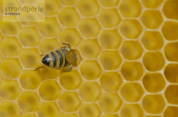 Kärntner Biene oder Carnica Biene (Apis mellifera carnica) auf mit Honig gefüllten Waben  Nürtingen  Bayern  Deutschland  Europa