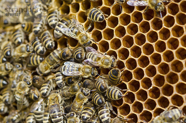 Kärntner Bienen oder Carnica Bienen (Apis mellifera carnica) auf ihren teilweise bedeckten Waben  die mit Honig gefüllt sind  Nürtingen  Bayern  Deutschland  Europa