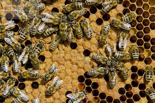Kärntner Bienen oder Carnica Bienen (Apis mellifera carnica) auf ihren teilweise bedecken Brutwaben  Nürtingen  Bayern  Deutschland  Europa