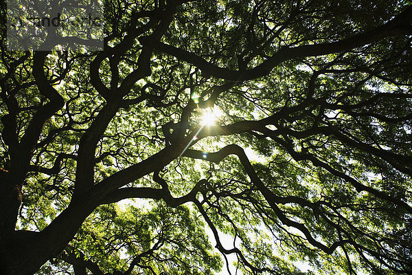 Baum groß großes großer große großen Ast Sonnenlicht Hawaii Affe Oahu