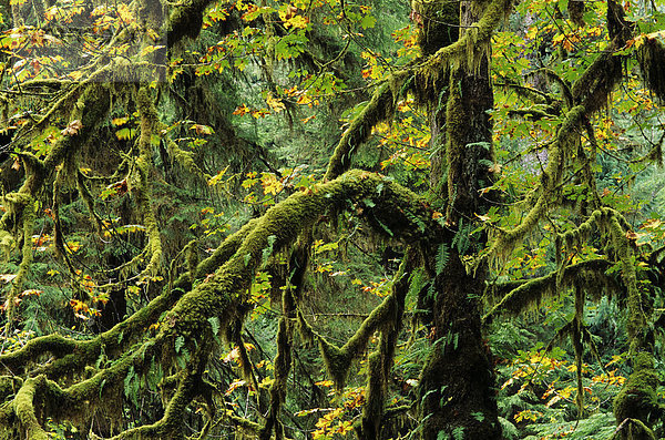 Washington  Olympic National Park  Quinault Bereich  Irely Lake Trail  Ahornbäume in Moss behandelt.