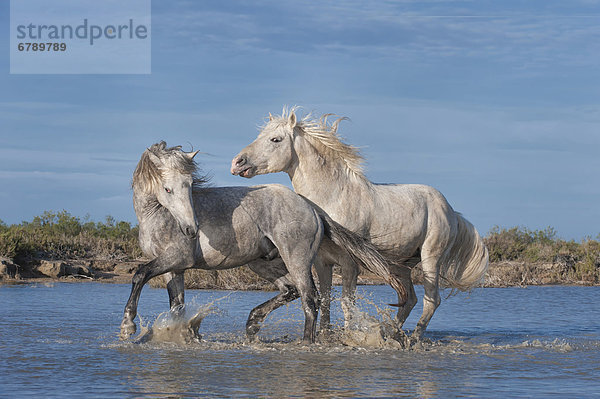 Camargue-Pferde  Hengste  kämpfend im Wasser  Bouches du RhÙne  Frankreich  Europa