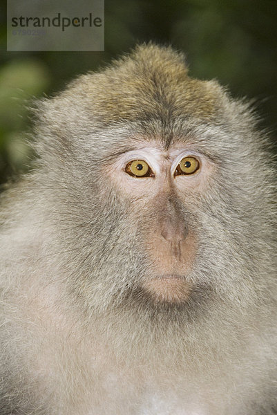 Indonesien  Bali  Ubud  Makaken Monkey.